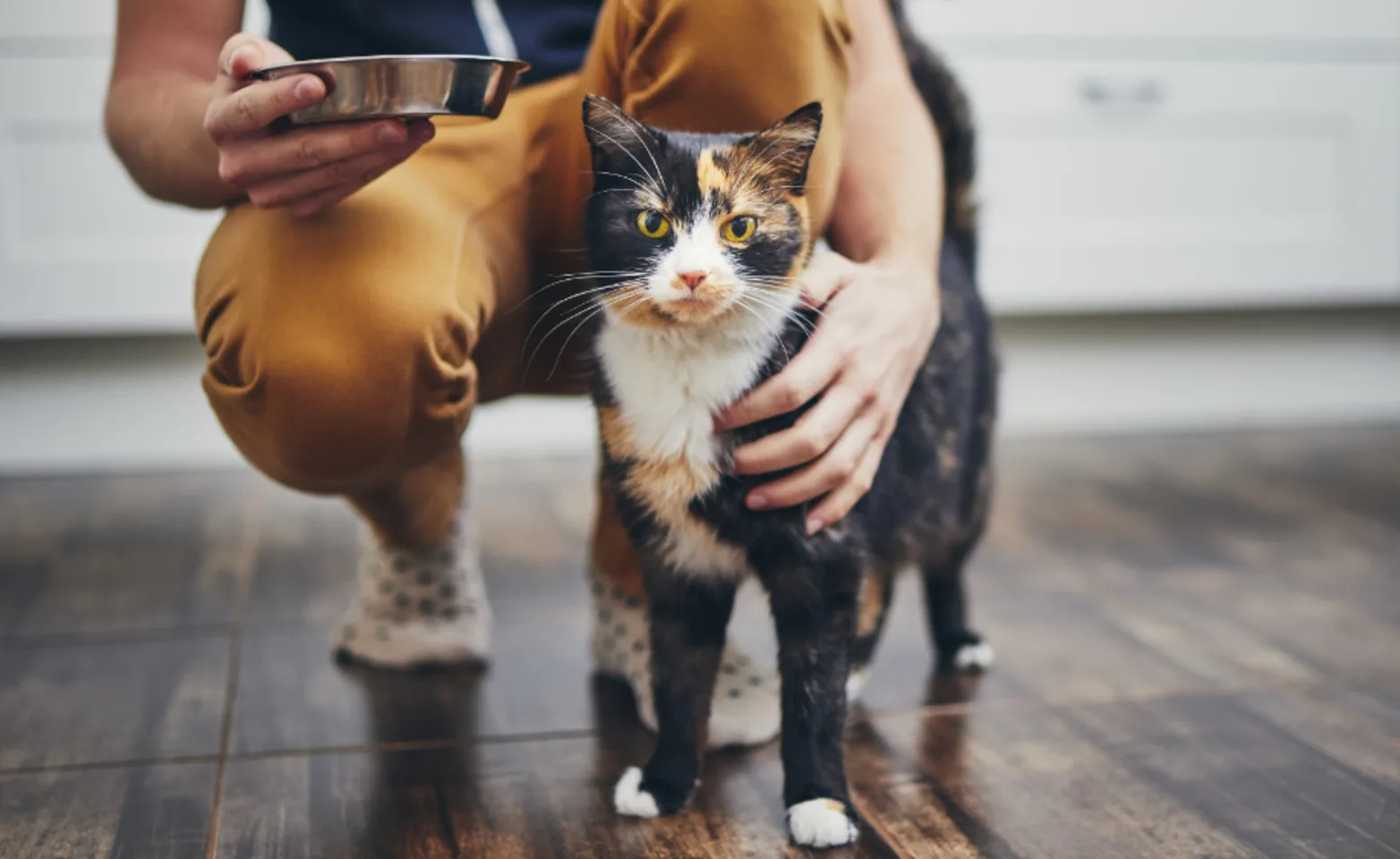 Owner with Cat & Food Bowl